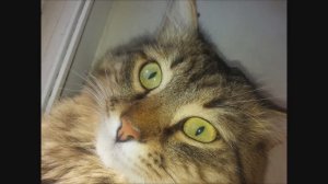 «Кошка»