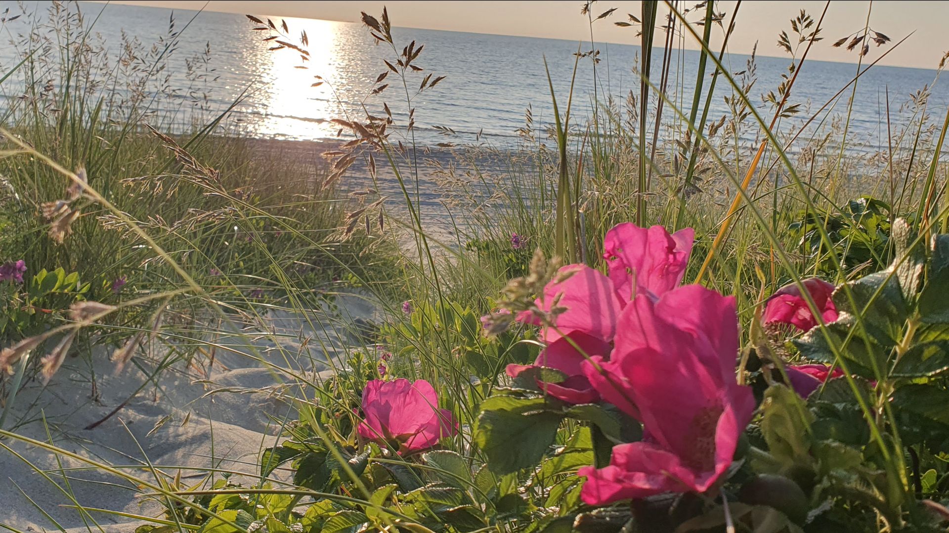 Калининград, природа...⛵🌞 смотреть онлайн