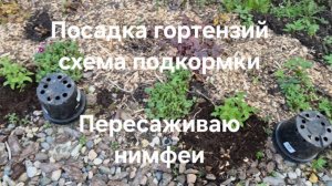 Сажаю метельчатые гортензии. Схема подкормки гортензий. Нимфеи- подкормка, пересадка.