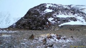 Снежный барс с необычным хвостом в Сайлюгемском нацпарке