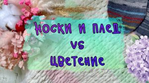 Продвижение носков и пледа + Весеннее трио: форзиция, багульник и магнолия Кобус во Владивостоке