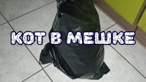Кот в мешке