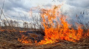 Пал сухой травы становится причиной массовых природных пожаров в российских регионах