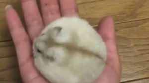 Хомяк