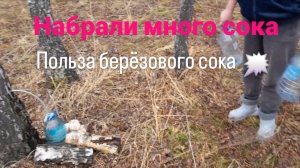 Набрали много берёзового сока