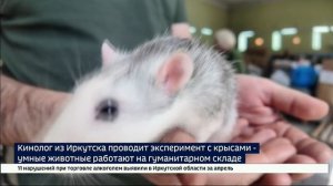 Кинолог из Иркутска проводит эксперимент с крысами — умные животные работают на гуманитарном складе