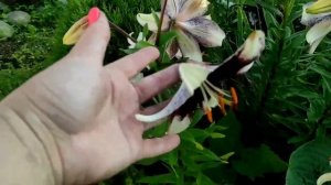 81-Дача..Выкапываю тюльпаны и зашла к Светлане за подарком🌿🌸23.07.22.