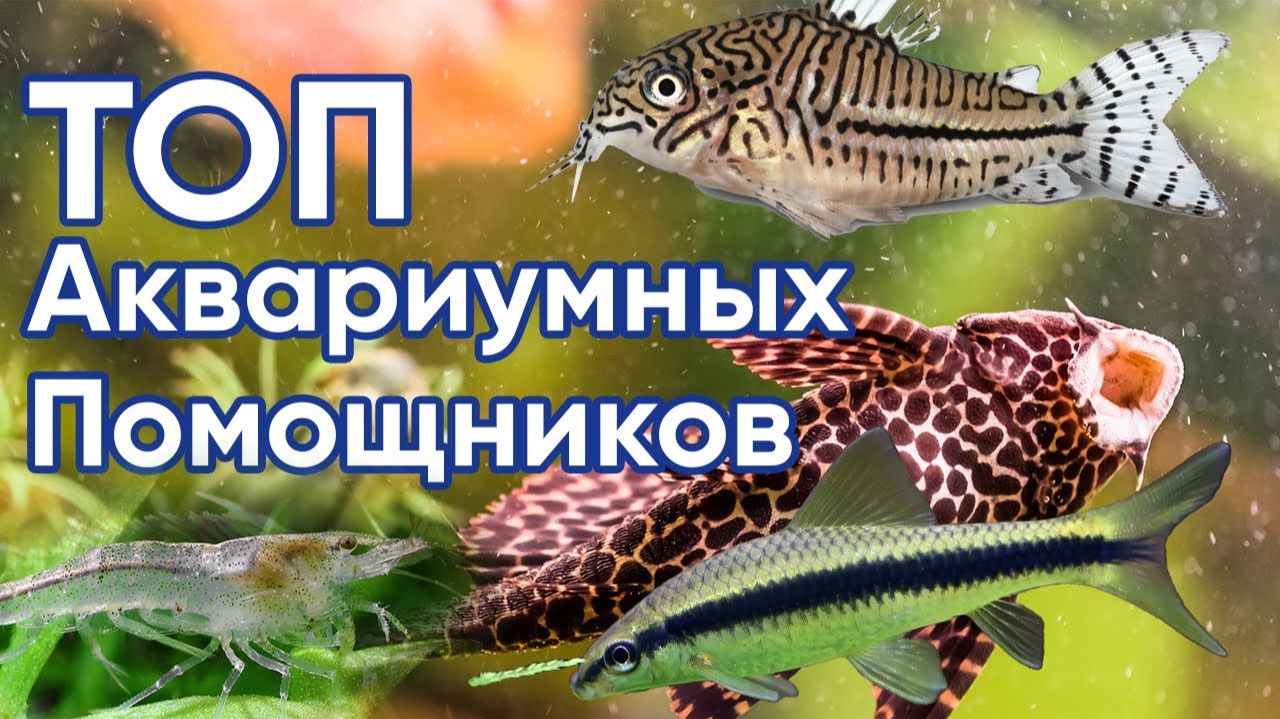 Лучшие аквариумные помощники Поддержите здоровье вашего аквариума!