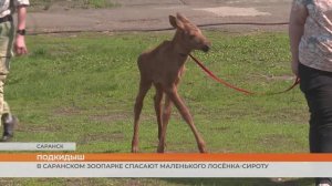 В Саранский зоопарки привезли маленького лосёнка