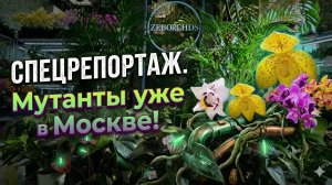 ZEBOORHIDS СНОВА УДИВИЛА! 3000 Орхидей - НЕ ПРЕДЕЛ? Обзор Поставки к Орхидиуму и НЕ ТОЛЬКО.