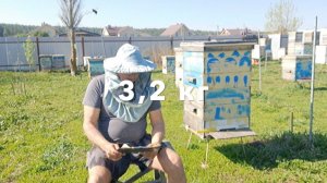7 мая. Цветов всё больше. Гнёзда пчёл забиты пергой. Лёт слабеет, привесы падают. Почему так?