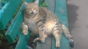 Очень толстый кот сидит на лавочке