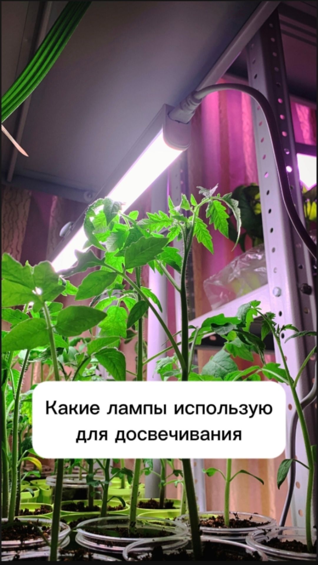 Какие лампы использую для досвечивания рассады