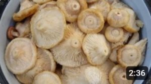Грузди вкуснейший рецепт посола