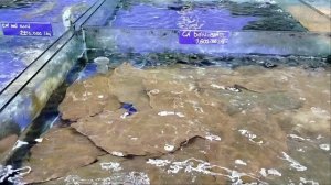 Морепродукты в этих аквариумах очень дорогие!