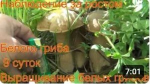 Белые грибы выращивание Наблюдение за ростом белого гриба растет 7 суток