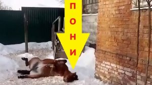 Как животные расслабляются