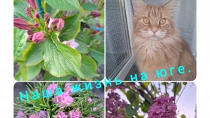 07-05-2026/ Живём и работаем на Кубани/ Ватрушки и плюшки🤗/ Садовые дела/ Наша жизнь на юге/