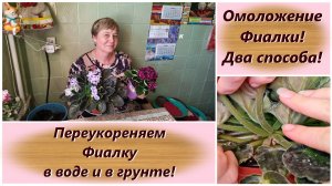 Омоложение Фиалки! Два способа! Переукореняем Фиалку в воде и в грунте!