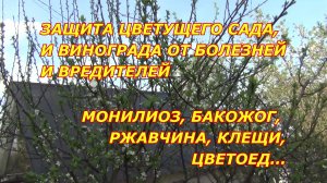 ЗАЩИТА ЦВЕТУЩЕГО САДА и ВИНОГРАДА ОТ БОЛЕЗНЕЙ И ВРЕДИТЕЛЕЙ. МОНИЛИЯ, БАКОЖОГ, РЖАВЧИНА, ВРЕДИТЕЛИ
