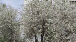 07-05-2026 Как же она красиво цветёт 🌸💮🌸💮