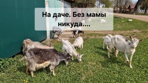 На даче. Без мамы никуда....