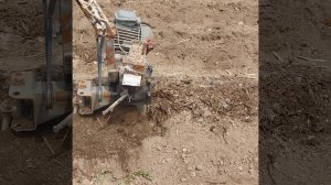 сажаю картошку как в голландии. она сама растет.сама растет