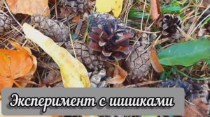 Эксперимент с шишками