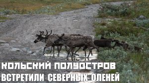 Встретили Северных оленей | Губа Порчниха - Кольский Полуостров