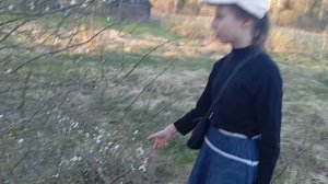 Алыча зацветает