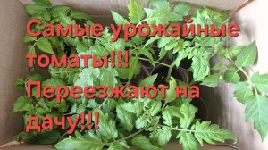 Коллекционные томаты,переезжают на дачу!!!Самые урожайные и вкусные!!!