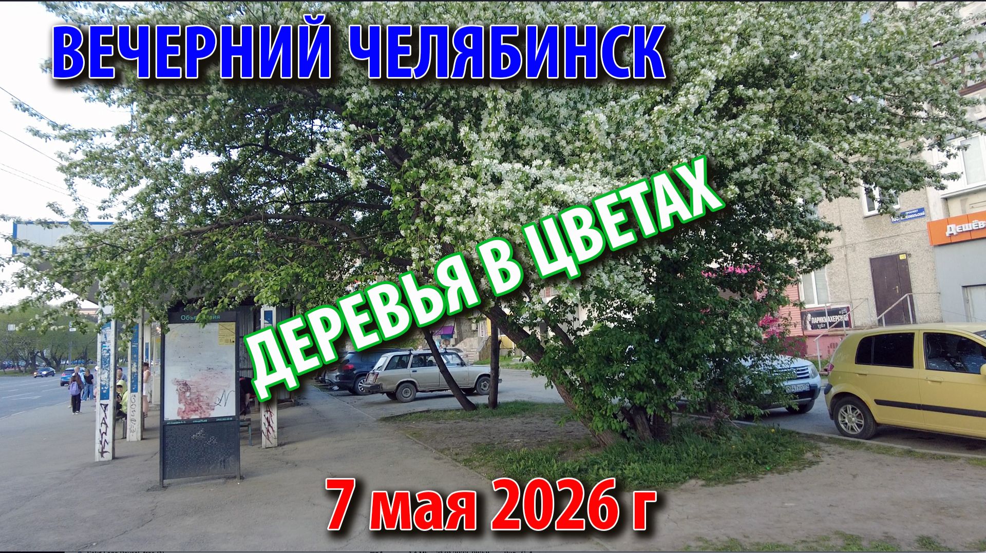 Вечерний Челябинск - цветут деревья 7 мая 2026 г