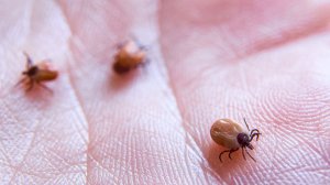 Опасный сезон: тысячи россиян уже пострадали от укусов клещей