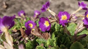 Музыка для глубокого расслабления . Весенняя природа . Музыка для сна и релакса .