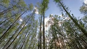 МАЙСКАЯ КРАСОТА В ЛЕСУ.