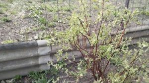 Неудачный овсяноблин.Начала высаживать рассаду цветов.💐