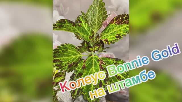 Колеус на штамбе Bonnie Gold