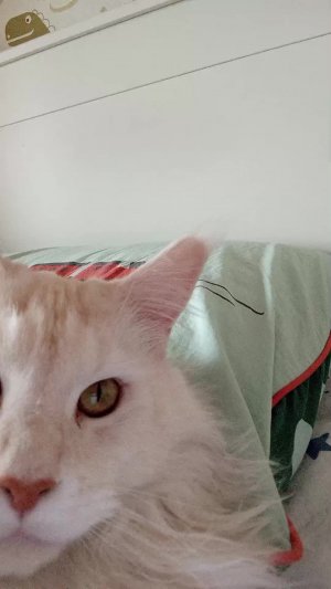 кот