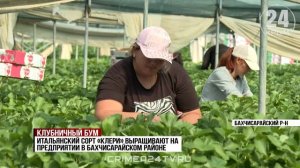 Чтобы всем по карману: в Крыму тестируют новые сорта клубники