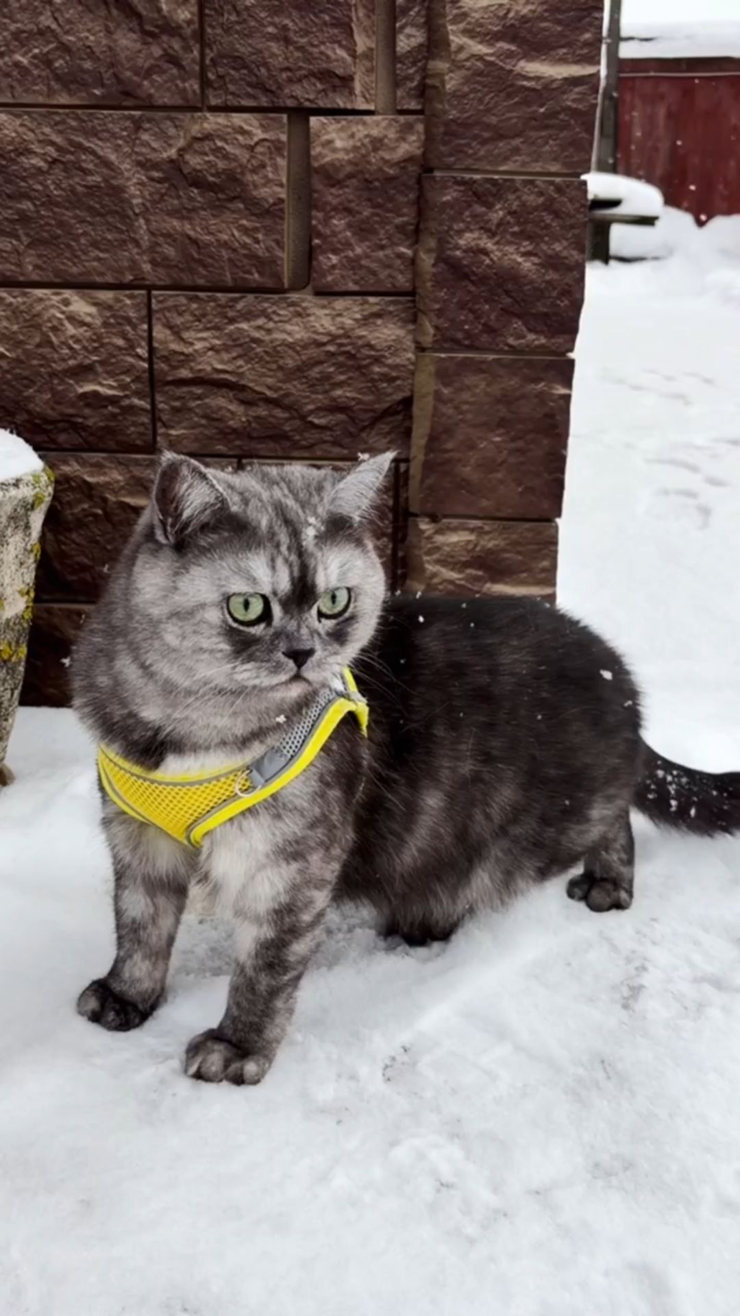 Лапки в снегу 🐾❄️