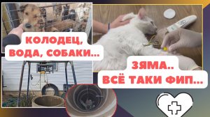 Мы везли его к счастью, а попали в реанимацию. Зяме нужно лекарство!