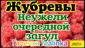 Жубревы Life Vlog _Обзор Влогов _Неужели очередной Загул_ _
