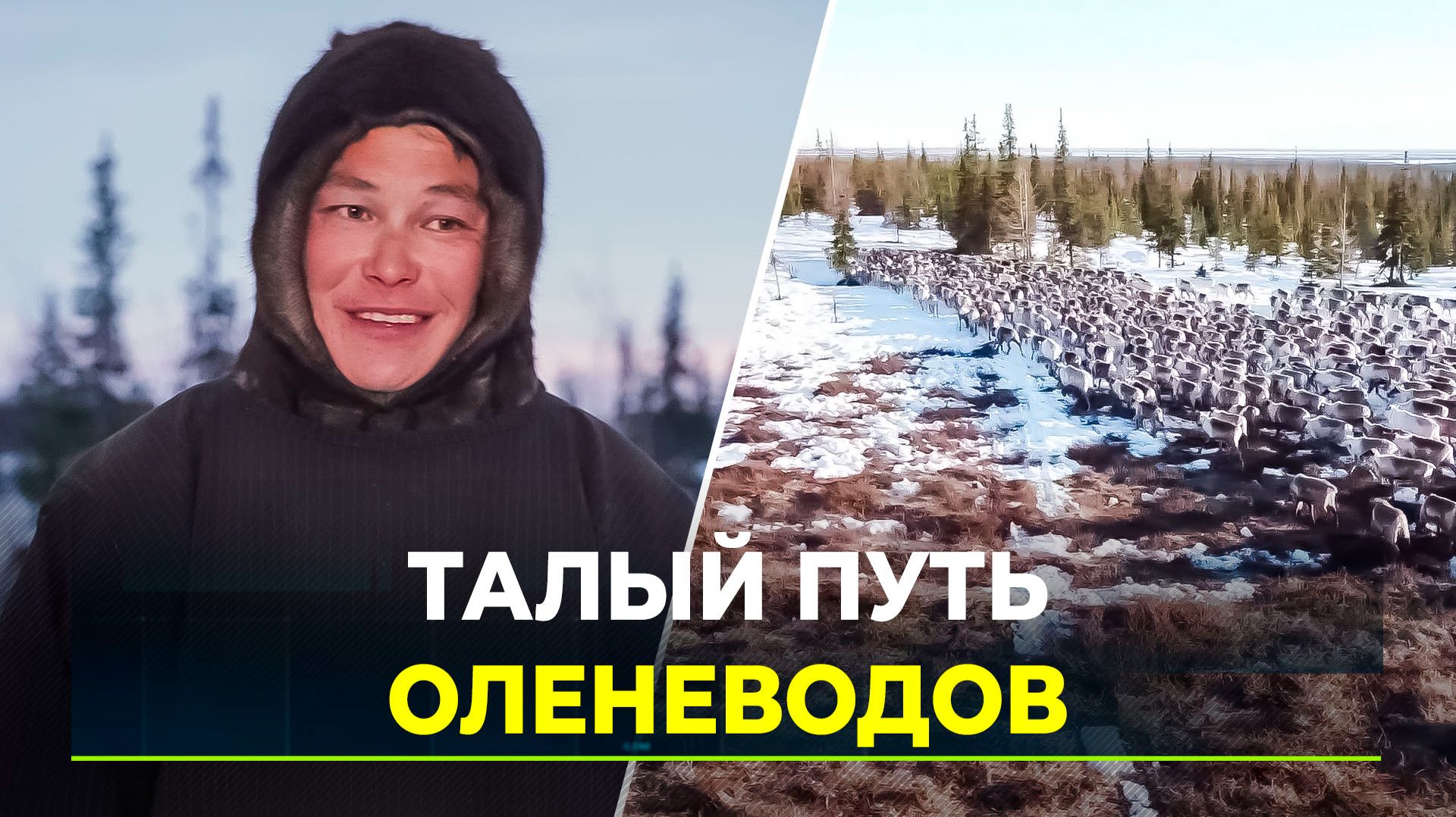 Перегон оленей через испытания: как оленеводы идут к летним пастбищам смотреть онлайн