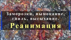Заморозки, вымокание,гниль, высыхание. Реанимация роз