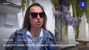 В центре Севастополя зацвели глициния и сакура