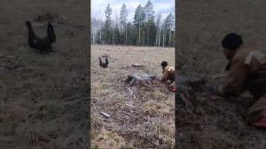 Отчаянный глухарь…👍