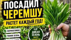 Черемша дальневосточная три отличных сорта для посадки на даче!