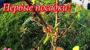 Простая жизнь в деревне! Влог. Прогулка с собакой. Посадка деревьев.