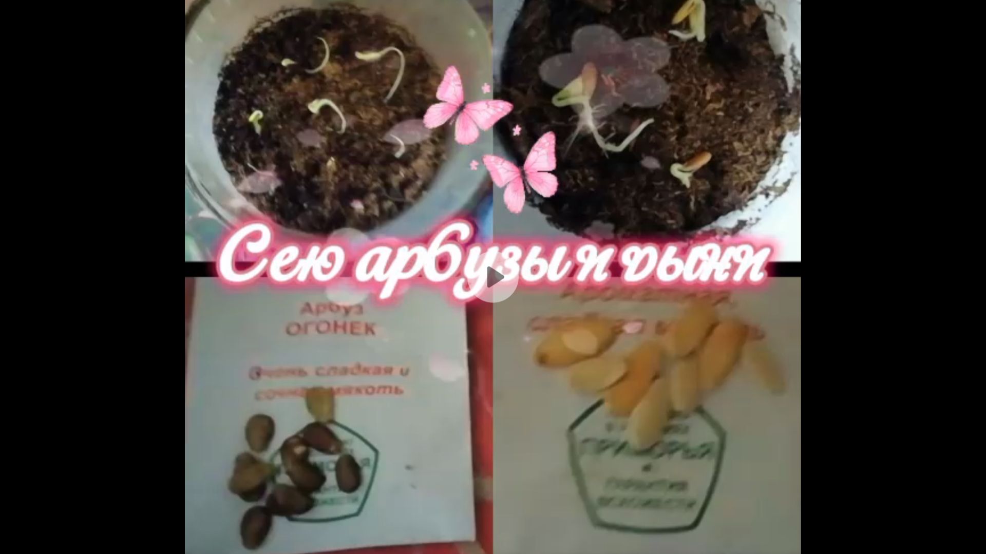 Сею дыни и арбузы на рассаду