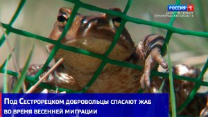 Под Сестрорецком добровольцы спасают жаб во время весенней миграции